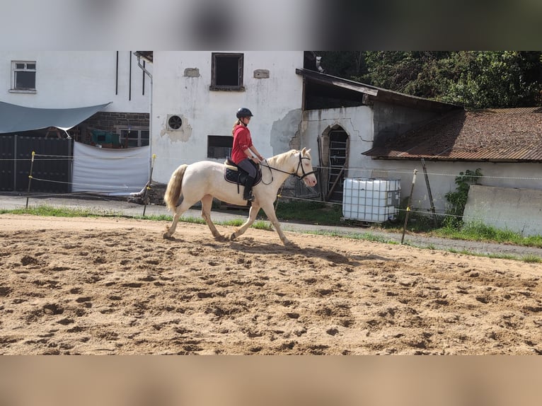 Weitere Ponys/Kleinpferde Stute 9 Jahre 149 cm Cremello in Morsbach