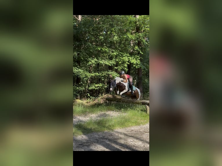 Weitere Ponys/Kleinpferde Mix Stute 9 Jahre 152 cm Schecke in Mettmann