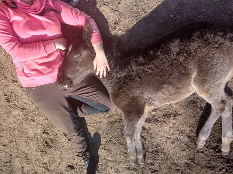 Weitere Ponys/Kleinpferde Stute  100 cm Rappe in Perlesreut