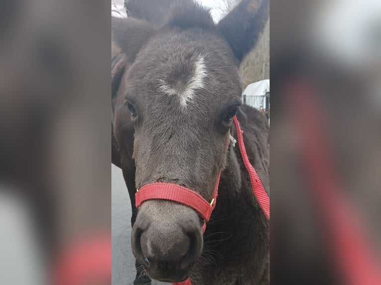 Weitere Ponys/Kleinpferde Stute  100 cm Rappe in Perlesreut