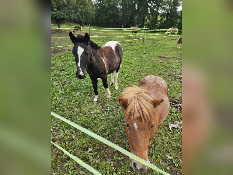 Weitere Ponys/Kleinpferde Mix Stute Fohlen (05/2025) 145 cm Schecke in P&#xF6;tting