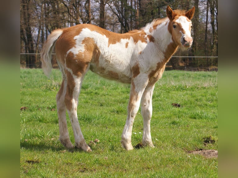 Weitere Ponys/Kleinpferde Stute Fohlen (03/2026) 152 cm Schecke in Velpke