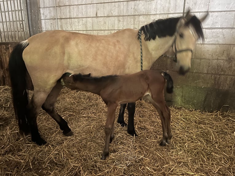 Weitere Ponys/Kleinpferde Mix Stute  155 cm Brauner in M&#xFC;hltalM&#xFC;hltal