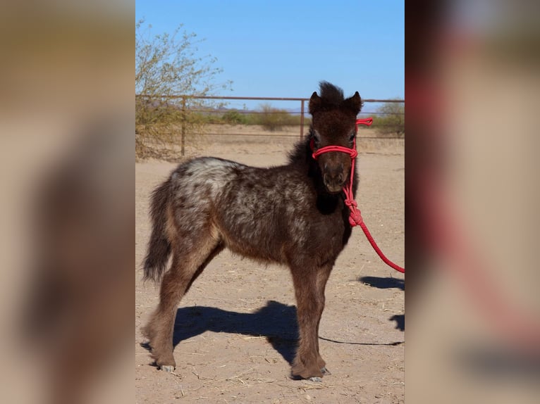 Weitere Ponys/Kleinpferde Stute  66 cm in Buckeye, AZ