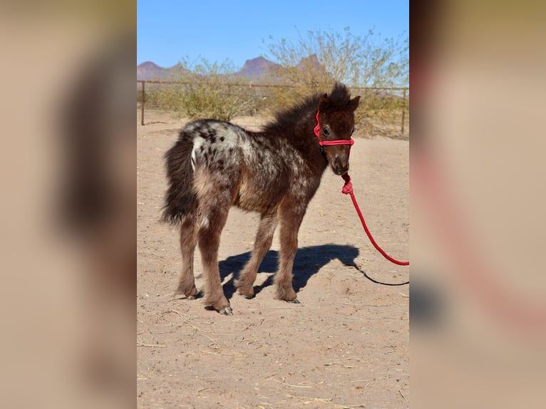 Weitere Ponys/Kleinpferde Stute  66 cm in Buckeye, AZ