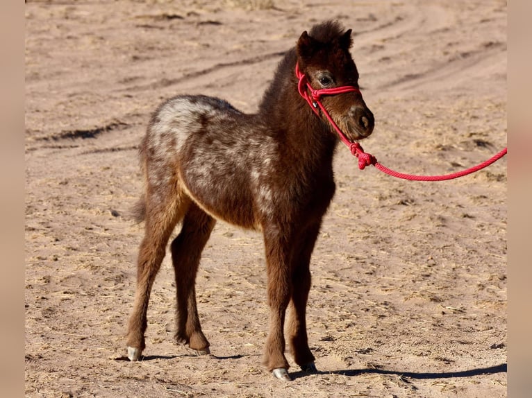 Weitere Ponys/Kleinpferde Stute  66 cm in Buckeye, AZ