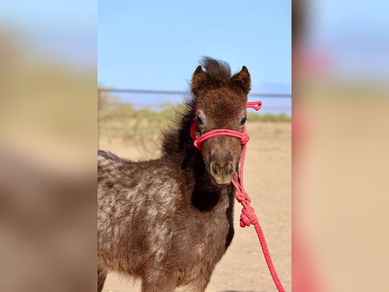 Weitere Ponys/Kleinpferde Stute  66 cm in Buckeye, AZ