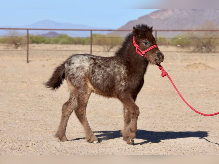 Weitere Ponys/Kleinpferde Stute  66 cm in Buckeye, AZ
