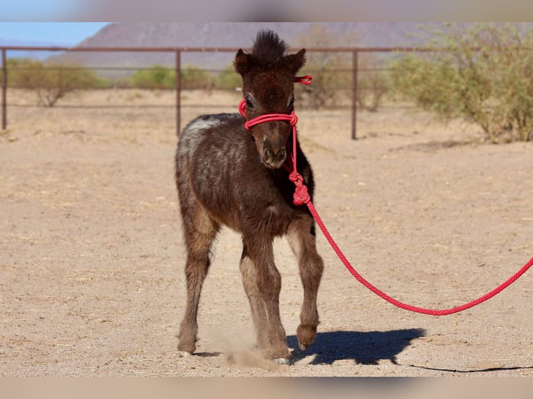 Weitere Ponys/Kleinpferde Stute  66 cm in Buckeye, AZ