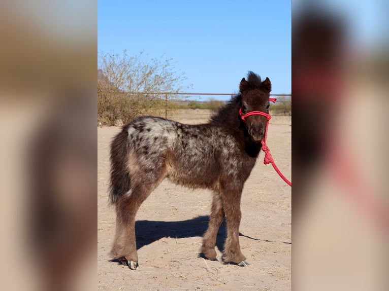Weitere Ponys/Kleinpferde Stute  66 cm in Buckeye, AZ