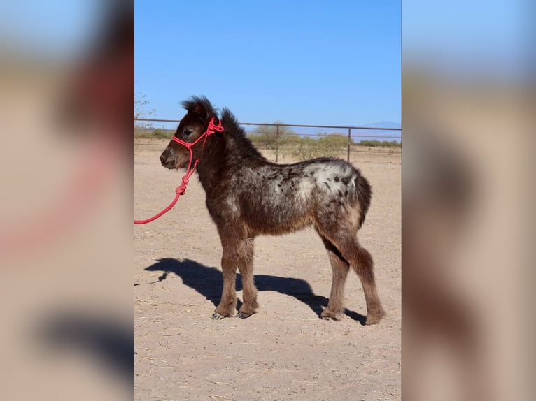 Weitere Ponys/Kleinpferde Stute  66 cm in Buckeye, AZ