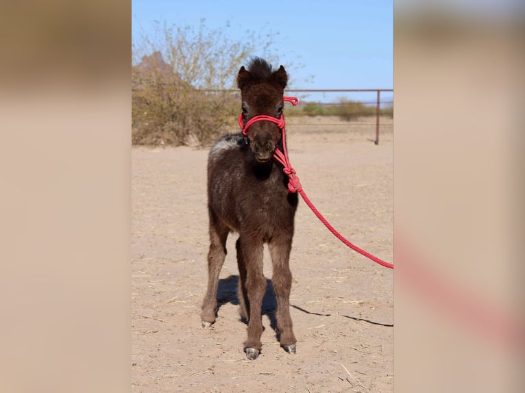 Weitere Ponys/Kleinpferde Stute  66 cm in Buckeye, AZ