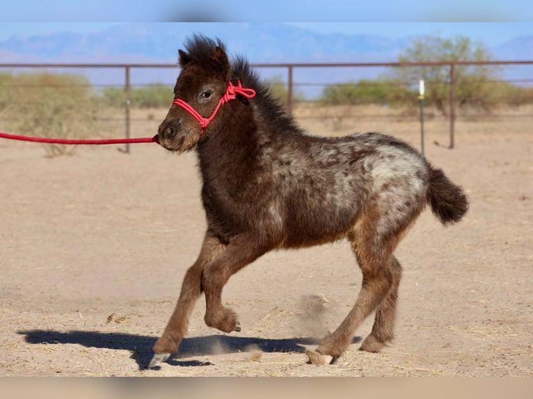 Weitere Ponys/Kleinpferde Stute  66 cm in Buckeye, AZ