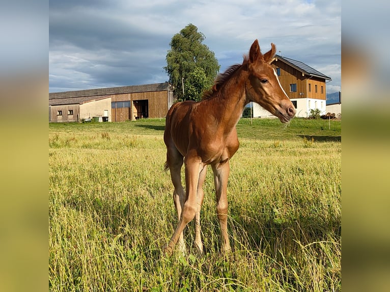 Weitere Ponys/Kleinpferde Stute Fohlen (01/2025) Dunkelfuchs in St. Erhard