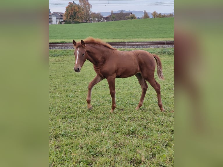 Weitere Ponys/Kleinpferde Stute Fohlen (01/2025) Dunkelfuchs in St. Erhard