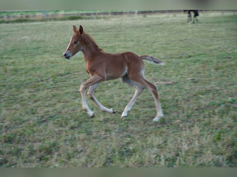 Weitere Ponys/Kleinpferde Stute Fohlen (01/2025) Dunkelfuchs in St. Erhard
