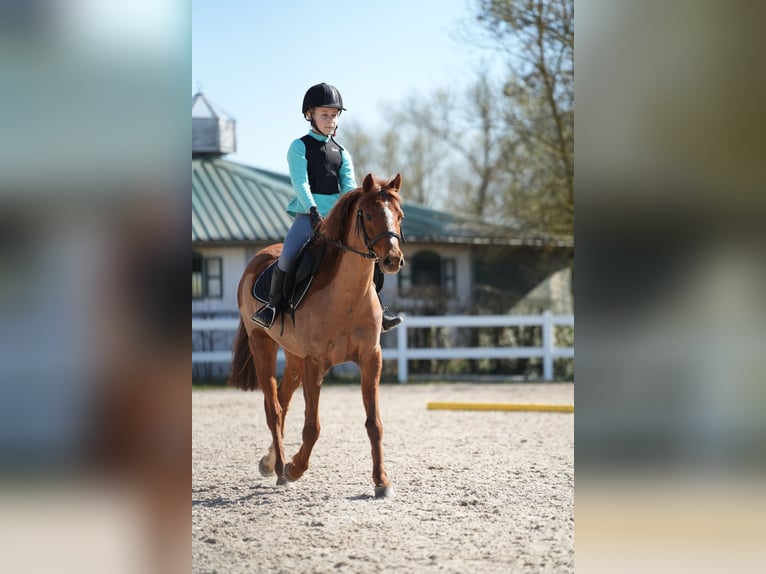 Weitere Ponys/Kleinpferde Unbekannt 12 Jahre 128 cm Fuchs in Wächtersbach