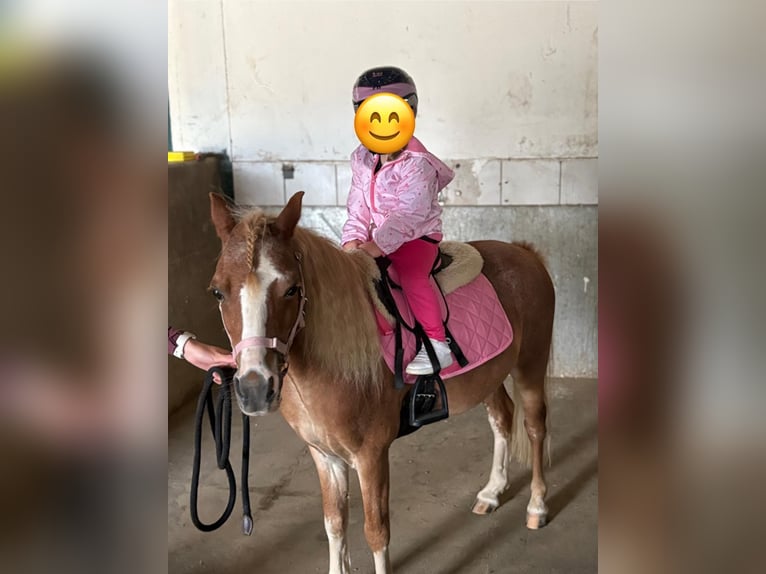 Weitere Ponys/Kleinpferde Wallach 10 Jahre 110 cm Fuchs in Bad Blumaj
