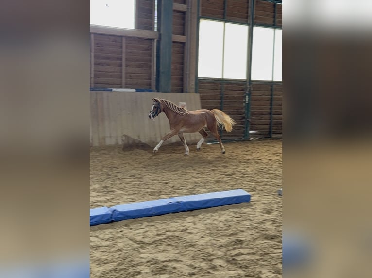 Weitere Ponys/Kleinpferde Wallach 10 Jahre 110 cm Fuchs in Bad Blumaj