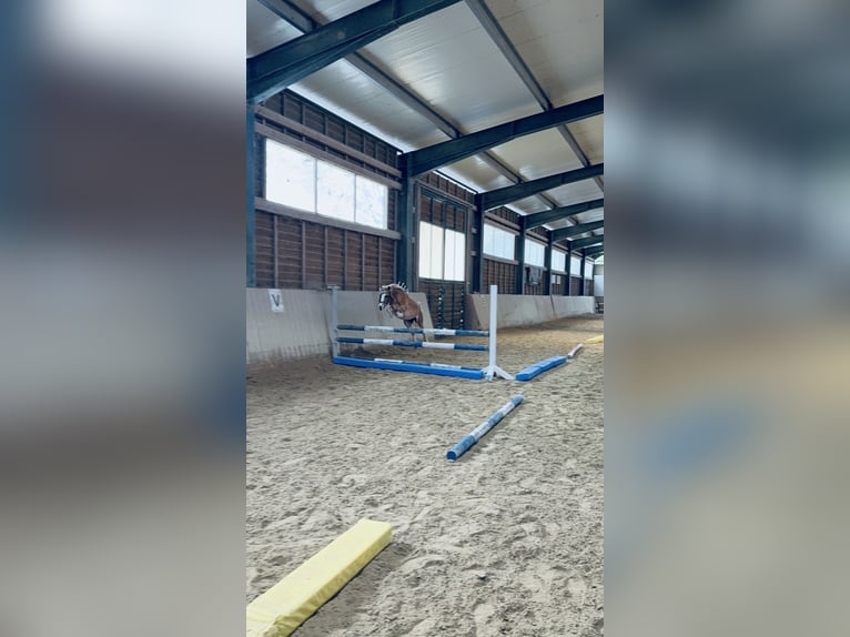 Weitere Ponys/Kleinpferde Wallach 10 Jahre 110 cm Fuchs in Bad Blumaj