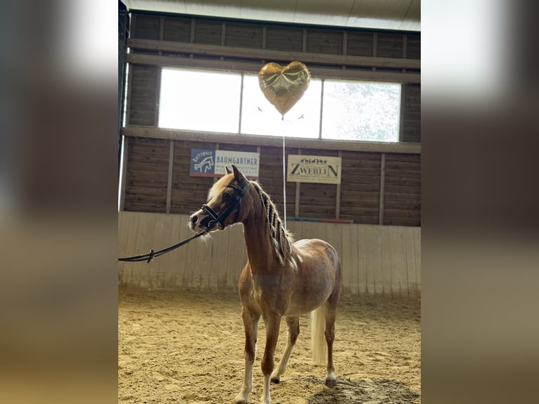 Weitere Ponys/Kleinpferde Wallach 10 Jahre 110 cm Fuchs in Bad Blumaj
