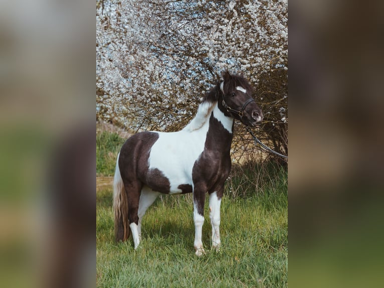 Weitere Ponys/Kleinpferde Wallach 10 Jahre 110 cm Schecke in Wietzendorf