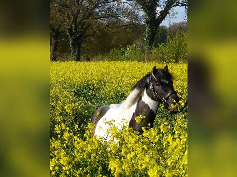 Weitere Ponys/Kleinpferde Wallach 10 Jahre 110 cm Schecke in Wietzendorf