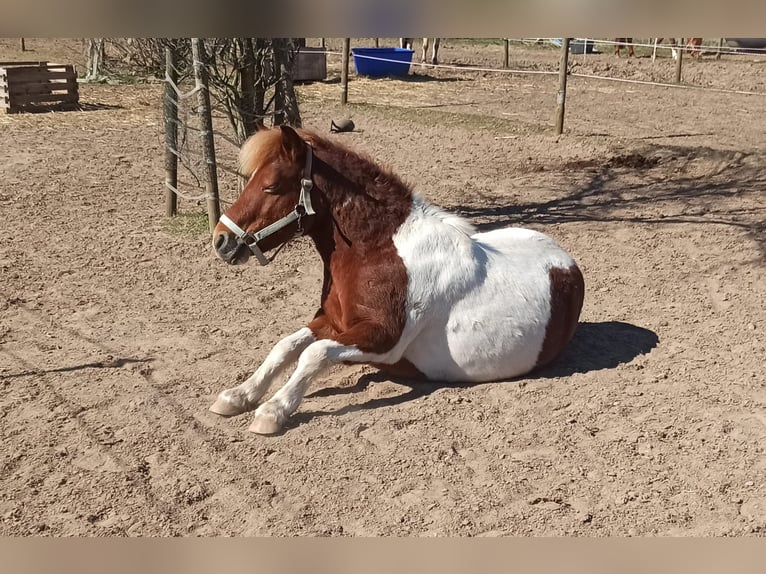 Weitere Ponys/Kleinpferde Wallach 10 Jahre 111 cm Schecke in Mannheim