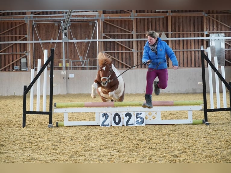 Weitere Ponys/Kleinpferde Wallach 10 Jahre 111 cm Schecke in Mannheim