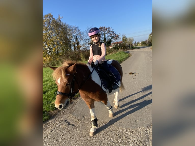 Weitere Ponys/Kleinpferde Wallach 10 Jahre 111 cm Schecke in Mannheim