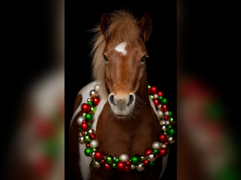Weitere Ponys/Kleinpferde Wallach 10 Jahre 111 cm Schecke in Mannheim