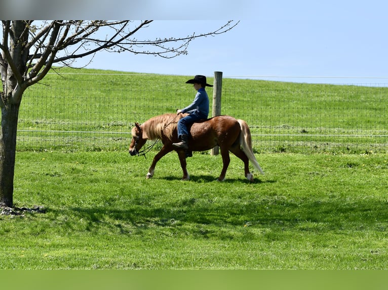 Weitere Ponys/Kleinpferde Wallach 10 Jahre 112 cm Dunkelfuchs in Fresno