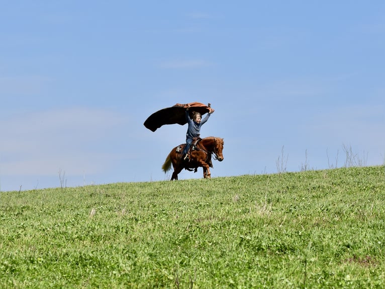 Weitere Ponys/Kleinpferde Wallach 10 Jahre 112 cm Dunkelfuchs in Fresno