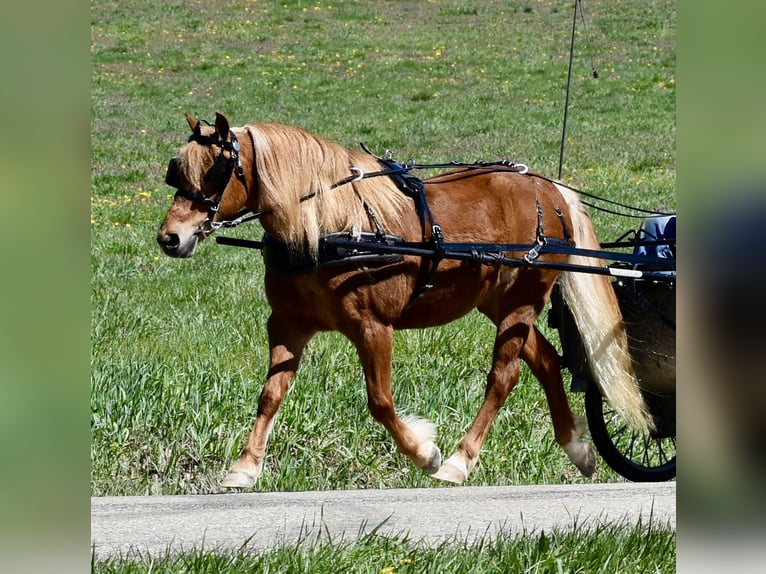 Weitere Ponys/Kleinpferde Wallach 10 Jahre 112 cm Dunkelfuchs in Fresno