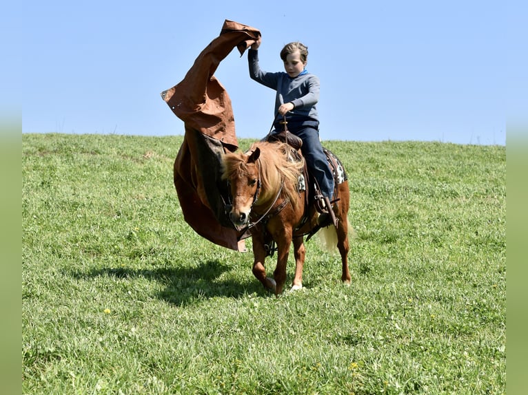 Weitere Ponys/Kleinpferde Wallach 10 Jahre 112 cm Dunkelfuchs in Fresno
