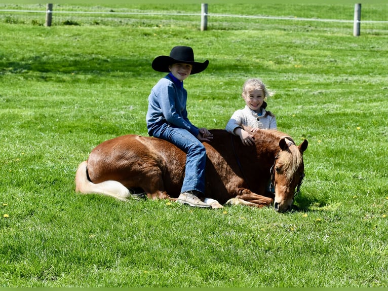 Weitere Ponys/Kleinpferde Wallach 10 Jahre 112 cm Dunkelfuchs in Fresno