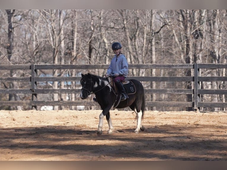 Weitere Ponys/Kleinpferde Wallach 10 Jahre 112 cm Schecke in Clover