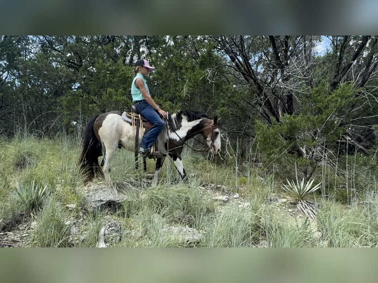Weitere Ponys/Kleinpferde Wallach 10 Jahre 117 cm Overo-alle-Farben in Cleburne, TX