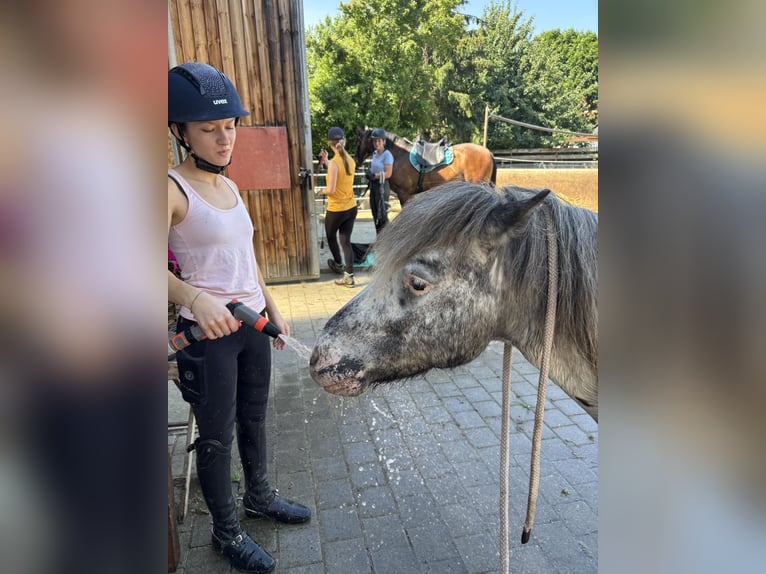 Weitere Ponys/Kleinpferde Mix Wallach 10 Jahre 120 cm Tigerschecke in Schn&#xFC;rpflingen