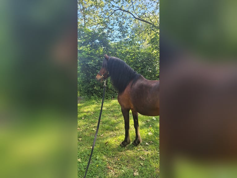 Weitere Ponys/Kleinpferde Mix Wallach 10 Jahre 122 cm Brauner in Warstein