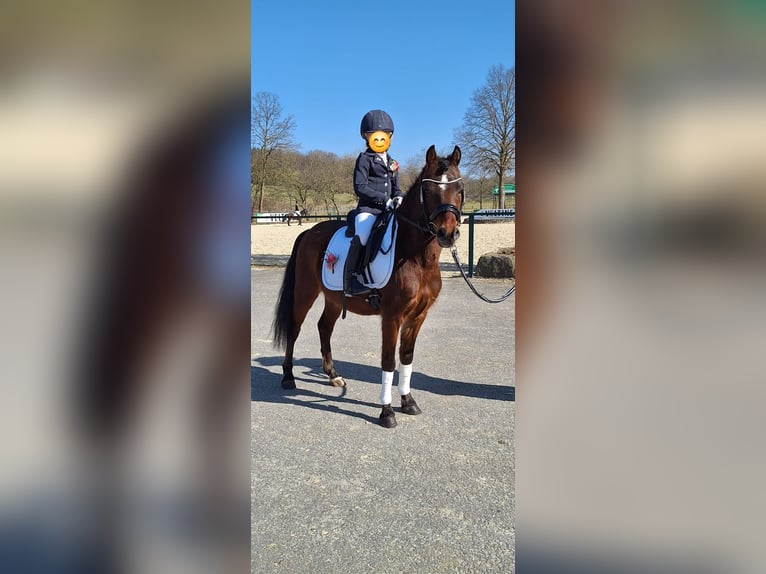 Weitere Ponys/Kleinpferde Mix Wallach 10 Jahre 122 cm Brauner in Warstein