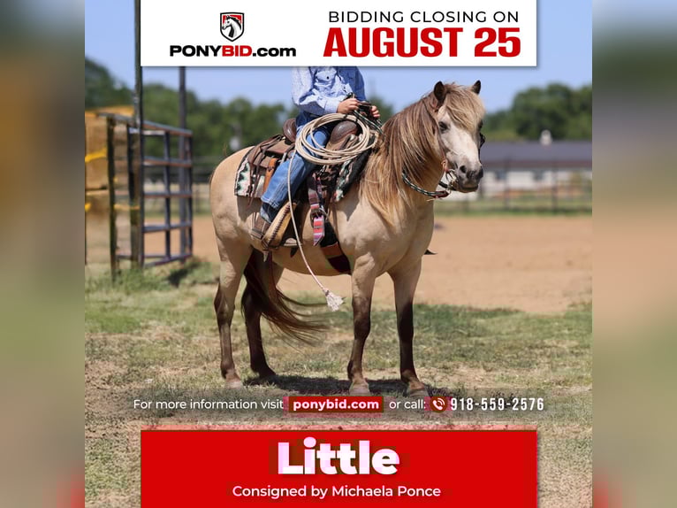 Weitere Ponys/Kleinpferde Wallach 10 Jahre 122 cm Buckskin in Collinsville