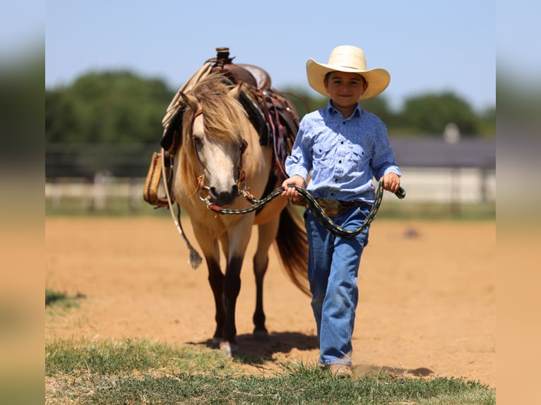 Weitere Ponys/Kleinpferde Wallach 10 Jahre 122 cm Buckskin in Collinsville