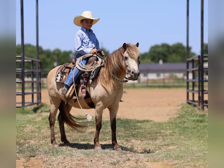 Weitere Ponys/Kleinpferde Wallach 10 Jahre 122 cm Buckskin in Collinsville