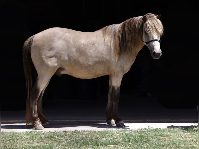 Weitere Ponys/Kleinpferde Wallach 10 Jahre 122 cm Buckskin in Collinsville