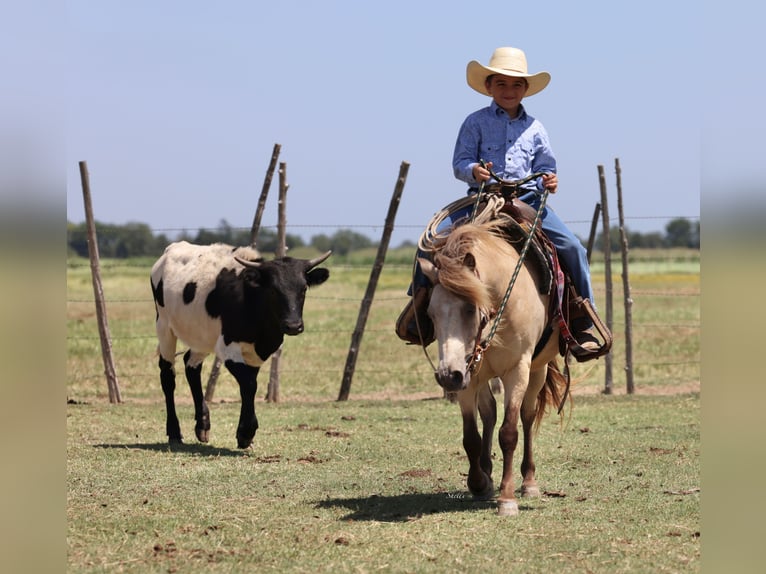 Weitere Ponys/Kleinpferde Wallach 10 Jahre 122 cm Buckskin in Collinsville
