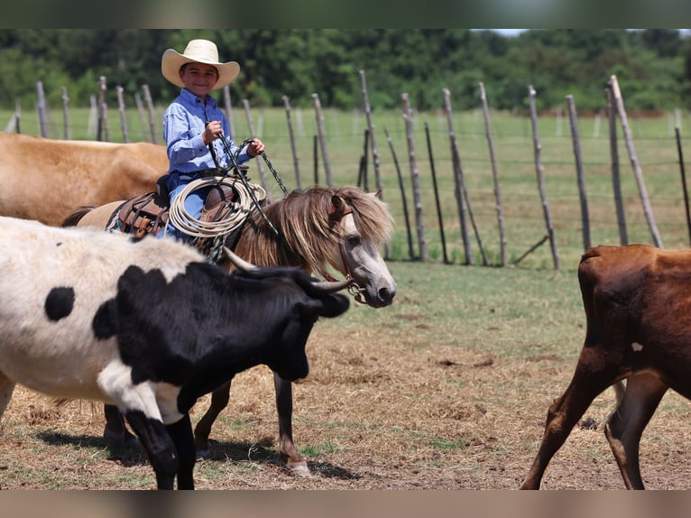 Weitere Ponys/Kleinpferde Wallach 10 Jahre 122 cm Buckskin in Collinsville