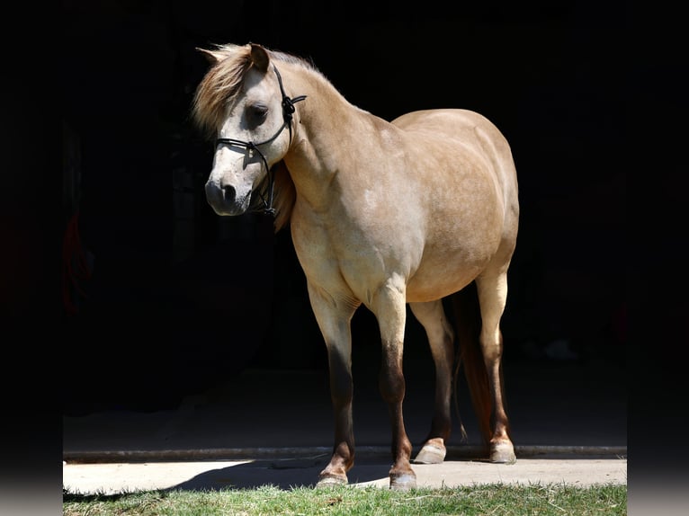 Weitere Ponys/Kleinpferde Wallach 10 Jahre 122 cm Buckskin in Collinsville