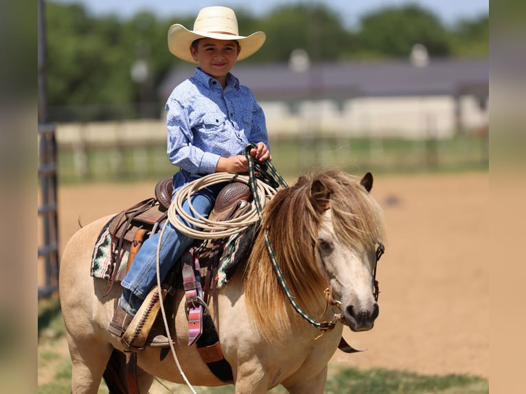 Weitere Ponys/Kleinpferde Wallach 10 Jahre 122 cm Buckskin in Collinsville
