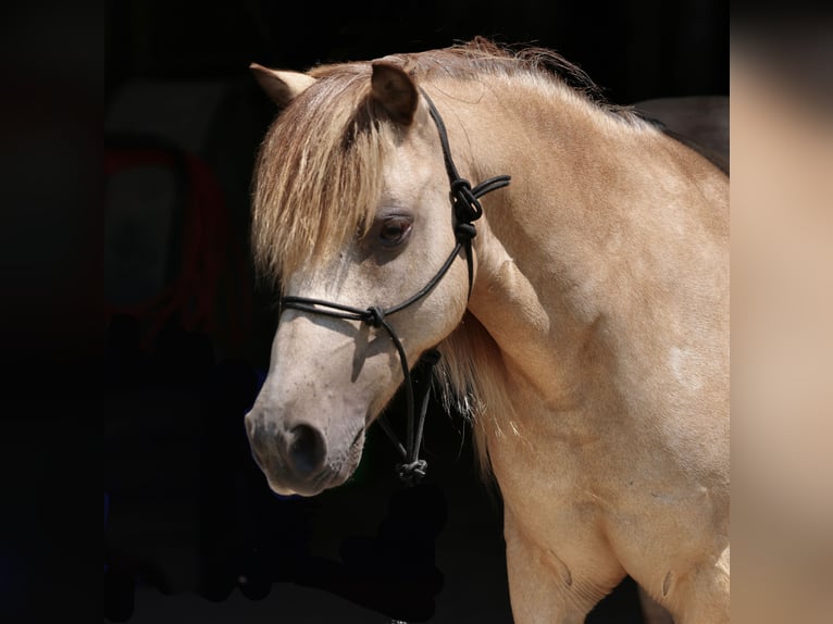 Weitere Ponys/Kleinpferde Wallach 10 Jahre 122 cm Buckskin in Collinsville